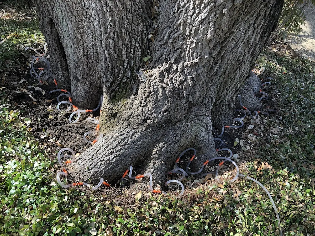 Detailed Tree Cabling and Bracing job site in Coal City