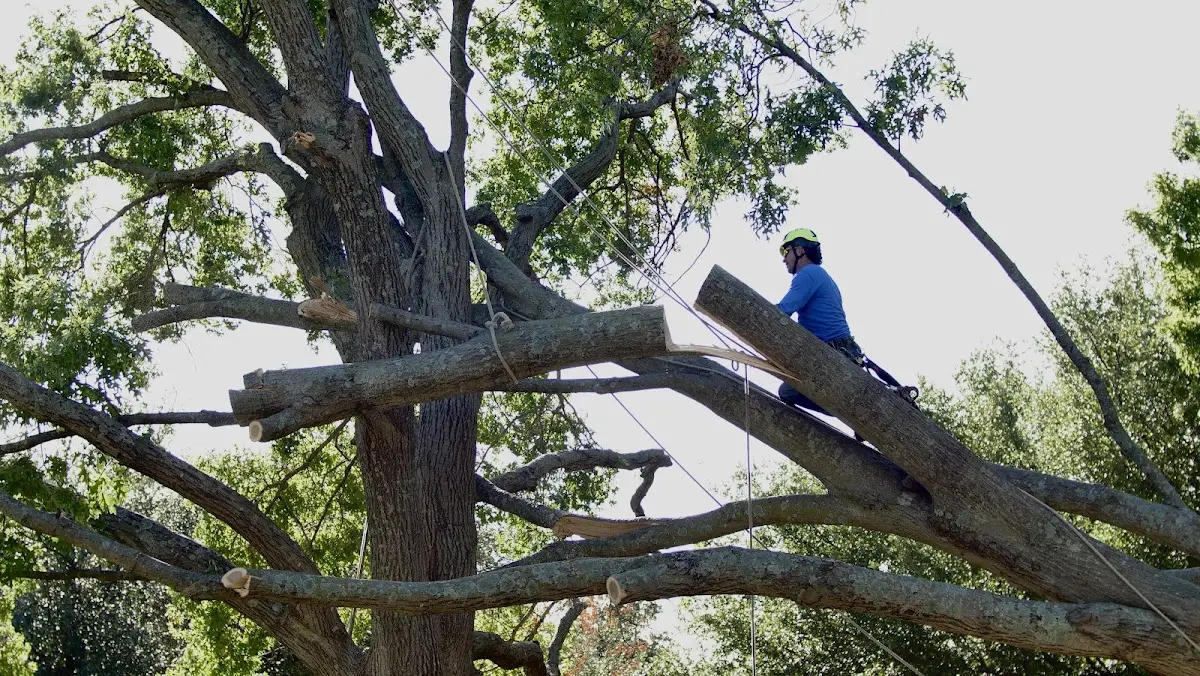 Professional Crown Thinning performed by certified arborists in Coal City